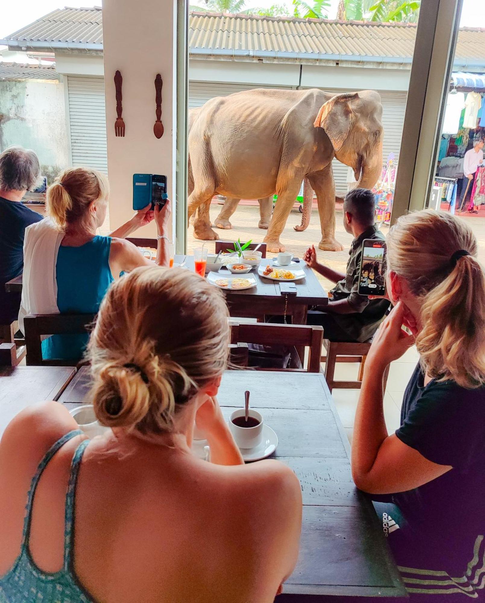 Elepath Lodge- Pinnawala Pinnawala  Eksteriør bilde