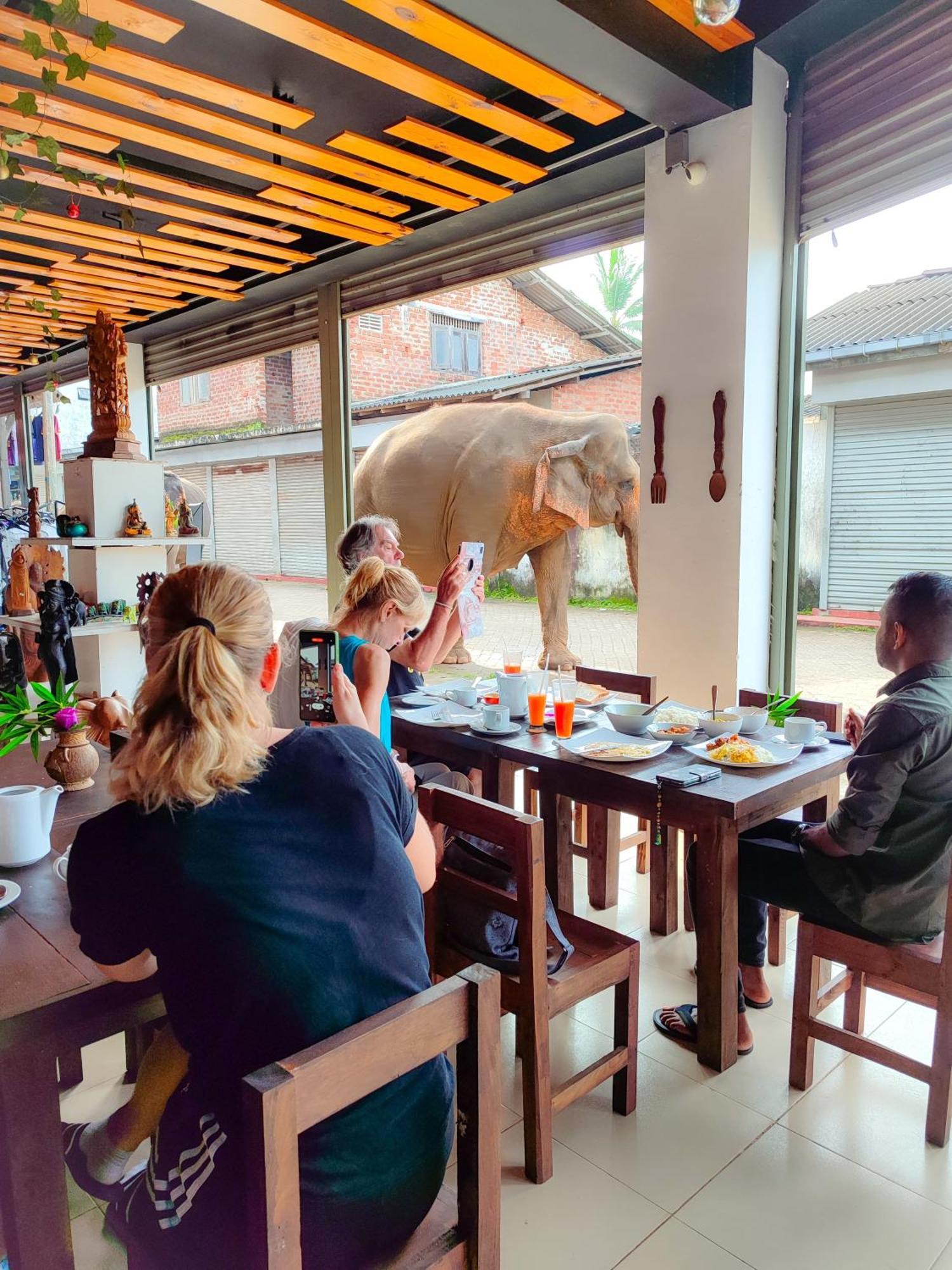 Elepath Lodge- Pinnawala Pinnawala  Eksteriør bilde
